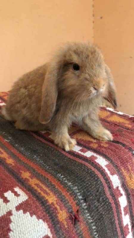 Holland Lops bunnies(urgent sale) 8