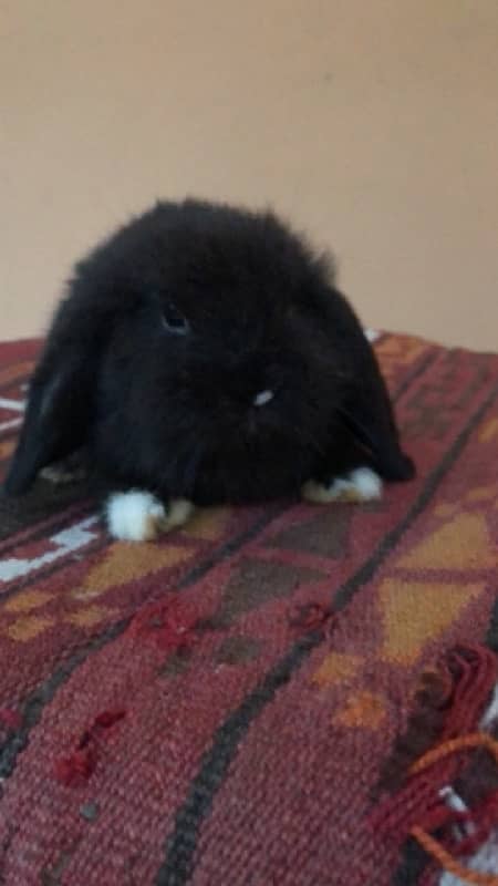 Holland Lops bunnies(urgent sale) 10