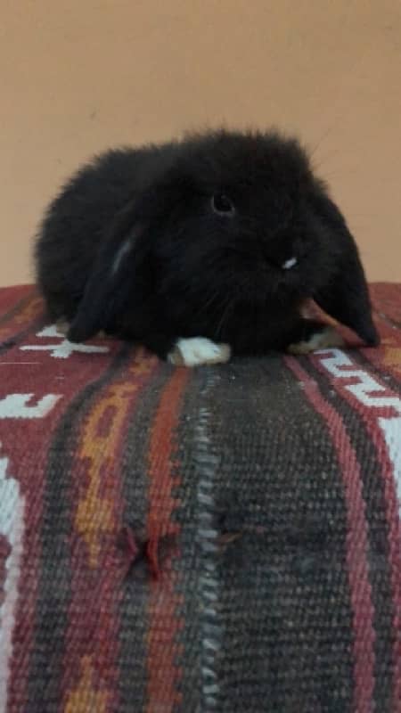 Holland Lops bunnies(urgent sale) 12