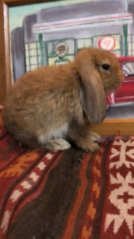 Holland Lops bunnies(urgent sale) 13