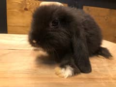 Holland Lops bunnies(urgent sale)