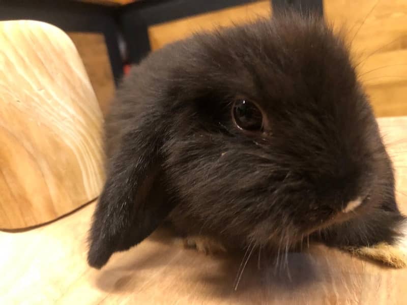 Holland Lops bunnies(urgent sale) 1