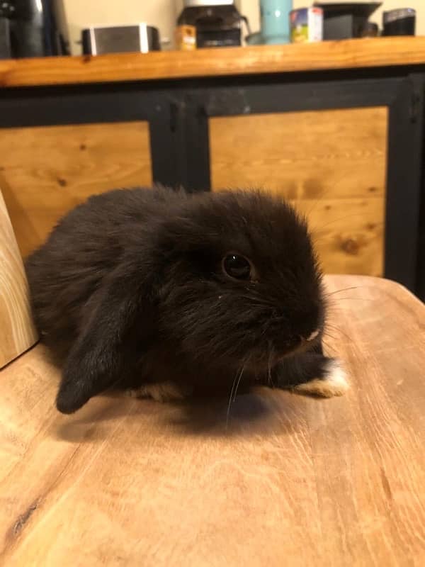 Holland Lops bunnies(urgent sale) 2