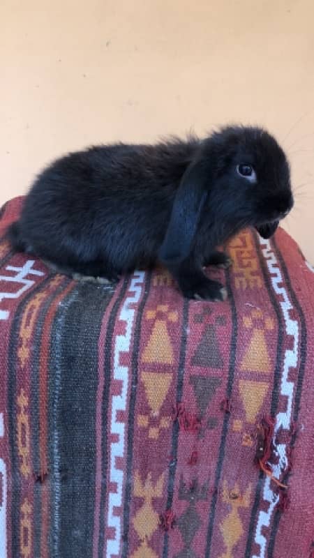 Holland Lops bunnies(urgent sale) 14