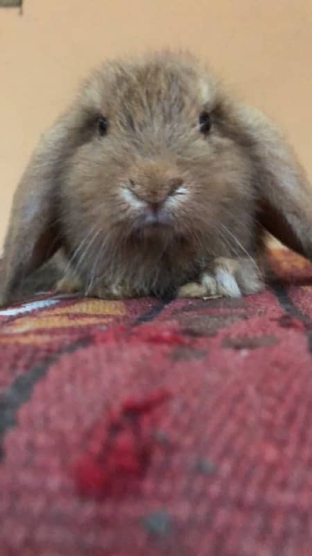 Holland Lops bunnies(urgent sale) 15