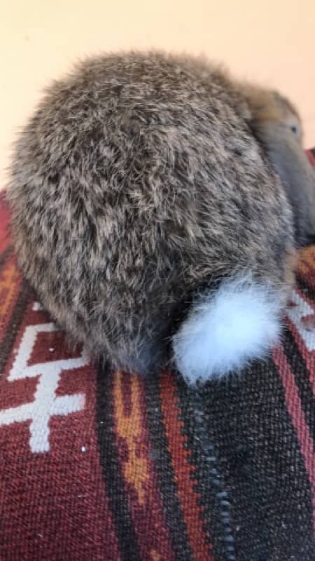 Holland Lops bunnies(urgent sale) 16