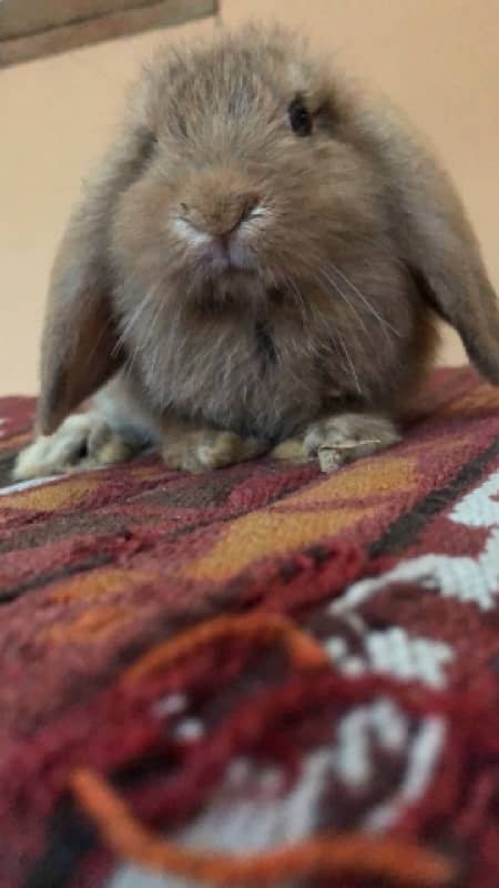 Holland Lops bunnies(urgent sale) 18