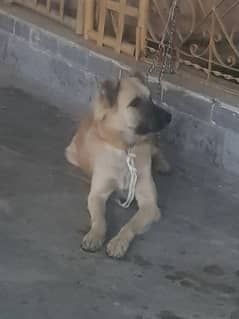 pure kangal breed