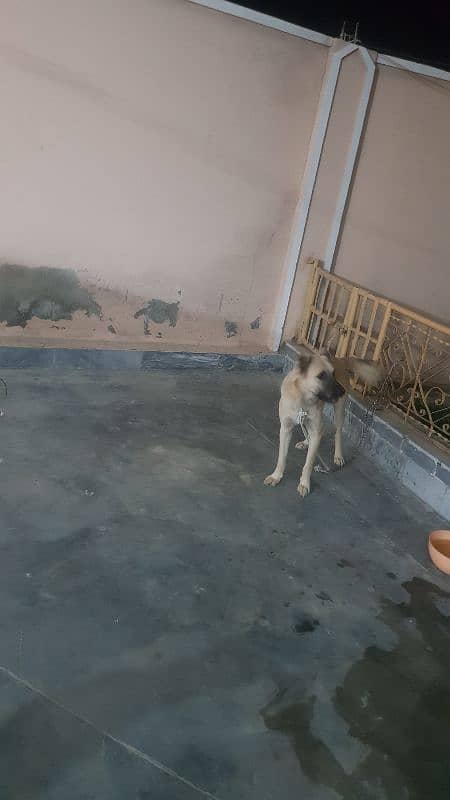 pure kangal breed 3