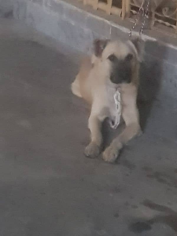 pure kangal breed 4