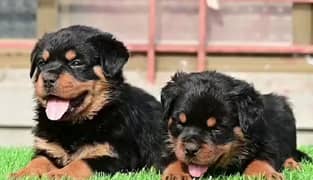 rottweiler male female puppy available