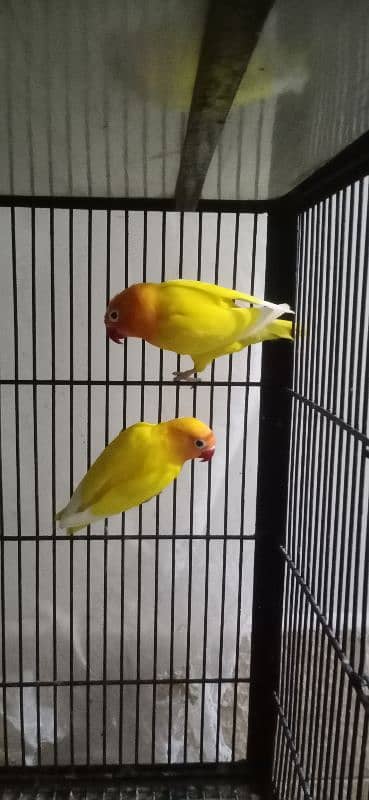 love birds. albino black eye. personata black eye 0332/413/88/56 5