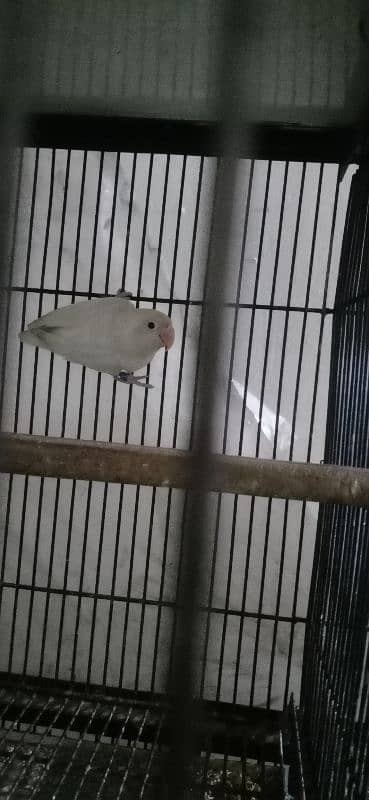 love birds. albino black eye. personata black eye 0332/413/88/56 7