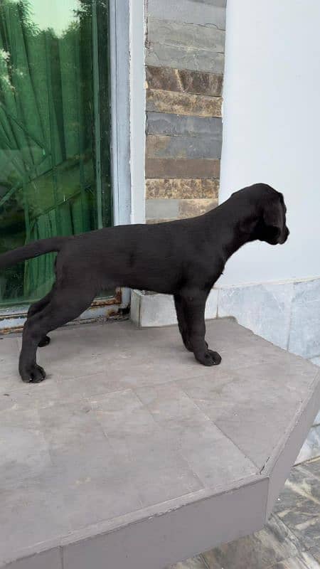 Labrador 1