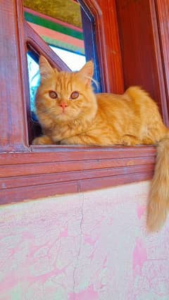 Persian cat | Fawn Colour | Cute Cat | Male Persian Cat | Trained