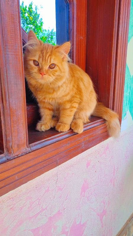 Persian cat | Fawn Colour | Cute Cat | Male Persian Cat | Trained 1