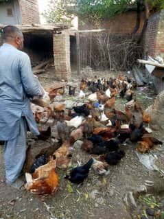 desi hens for sale