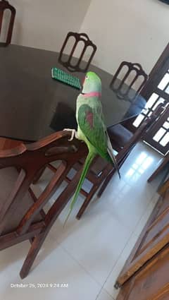 Raw Parrot