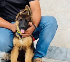 German shepherd Long coat puppy