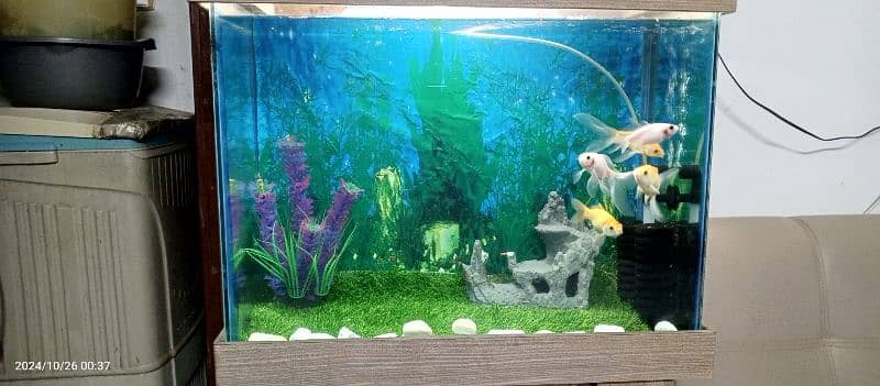 2 Feet Fish Tank With Accessories and Fishes 0