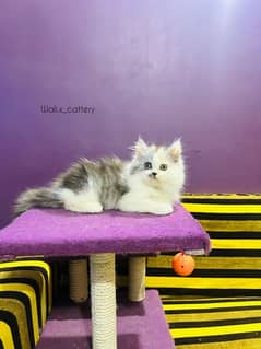 Persion Kittens | Punch Face Kittens | fluffy | High Quality Kitten