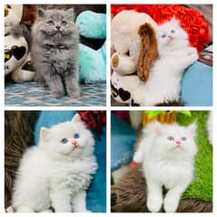 Persian female kittens available now