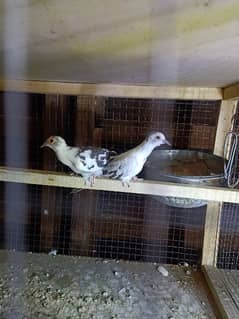 diamond pied dove,