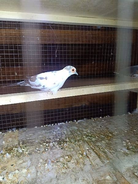 diamond pied dove, 1