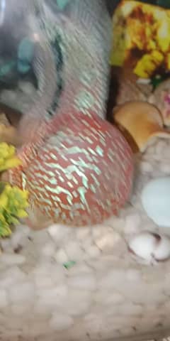 flowerhorn SRD TOP QUALITY 0