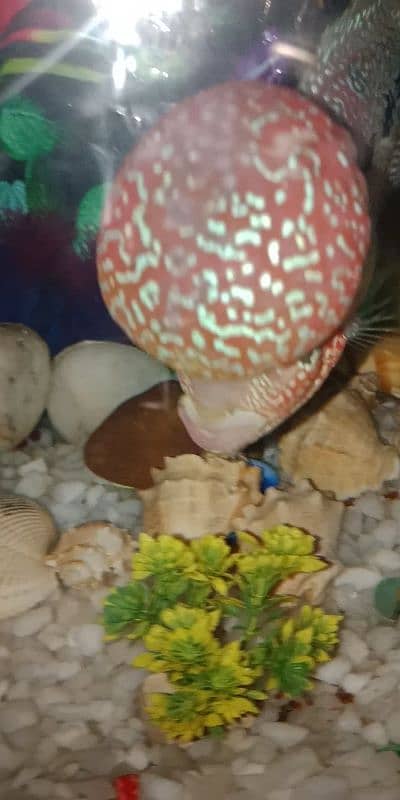 flowerhorn SRD TOP QUALITY 1