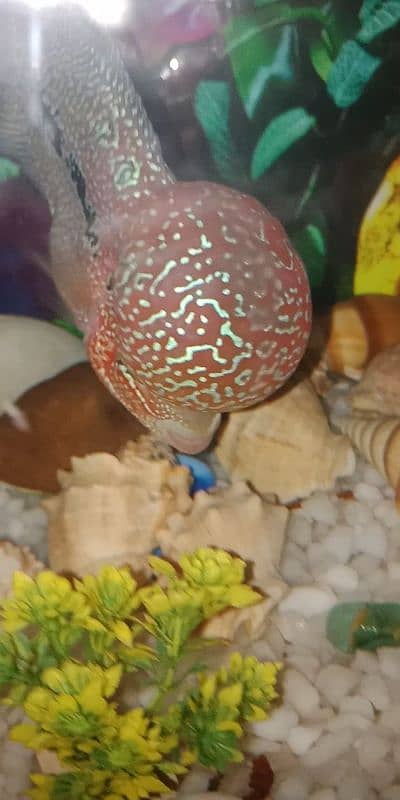 flowerhorn SRD TOP QUALITY 2