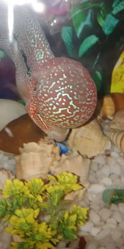 flowerhorn SRD TOP QUALITY 3