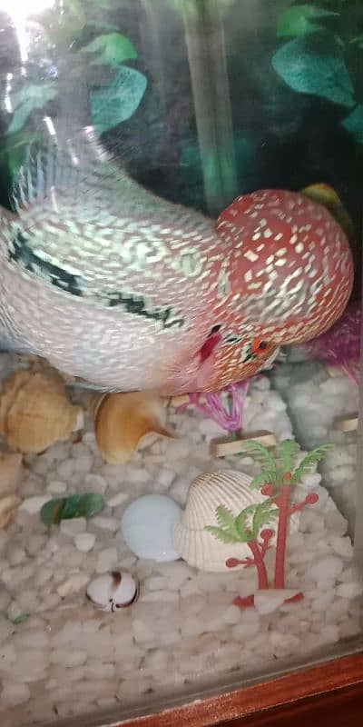 flowerhorn SRD TOP QUALITY 4