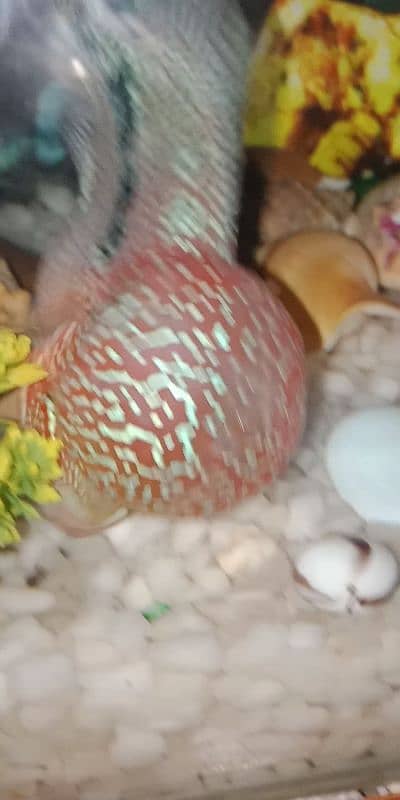 flowerhorn SRD TOP QUALITY 5