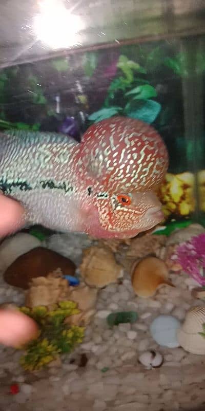 flowerhorn SRD TOP QUALITY 6