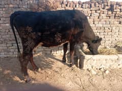 cow for sale frezian aseel cow 9 month pregnant