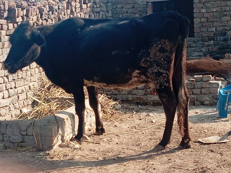 cow for sale frezian aseel cow 9 month pregnant 1