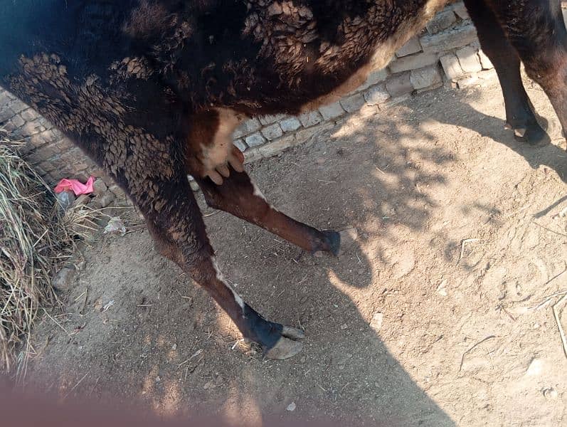 cow for sale frezian aseel cow 9 month pregnant 3