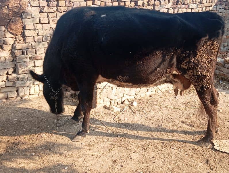 cow for sale frezian aseel cow 9 month pregnant 5