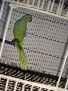 green parrot with pinjra