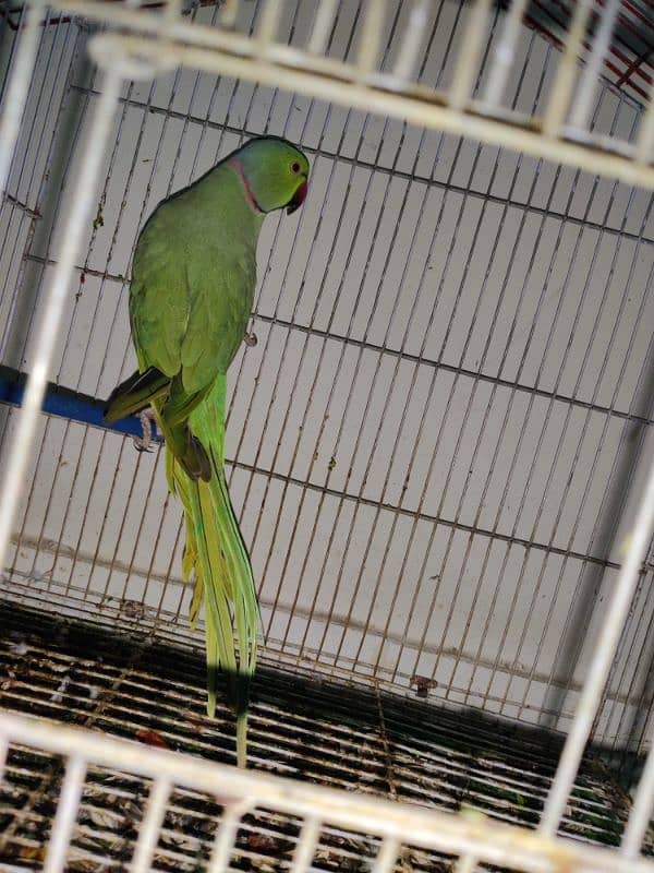 green parrot with pinjra 0