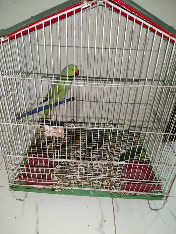 green parrot with pinjra 1