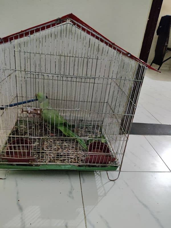 green parrot with pinjra 2