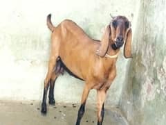 Beautiful Goat