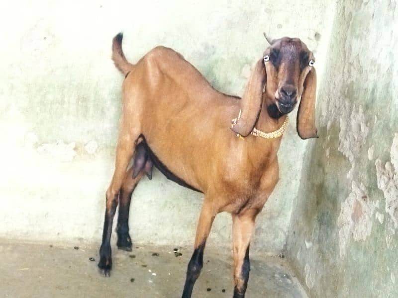 Beautiful Goat 0