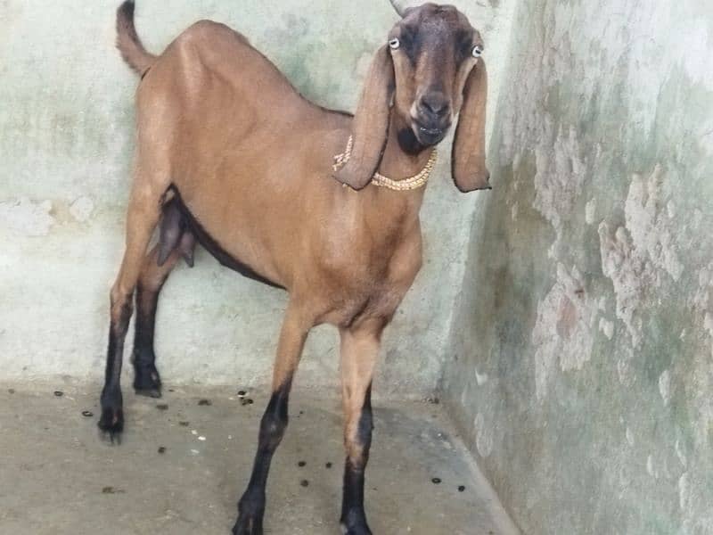 Beautiful Goat 1