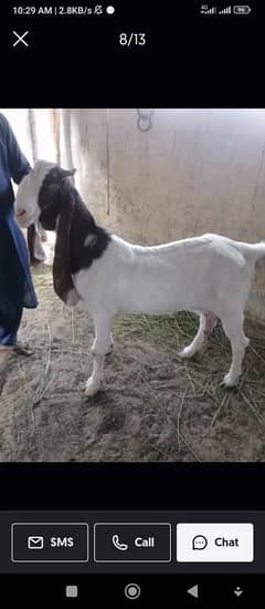 gulabi bakri goat bakra