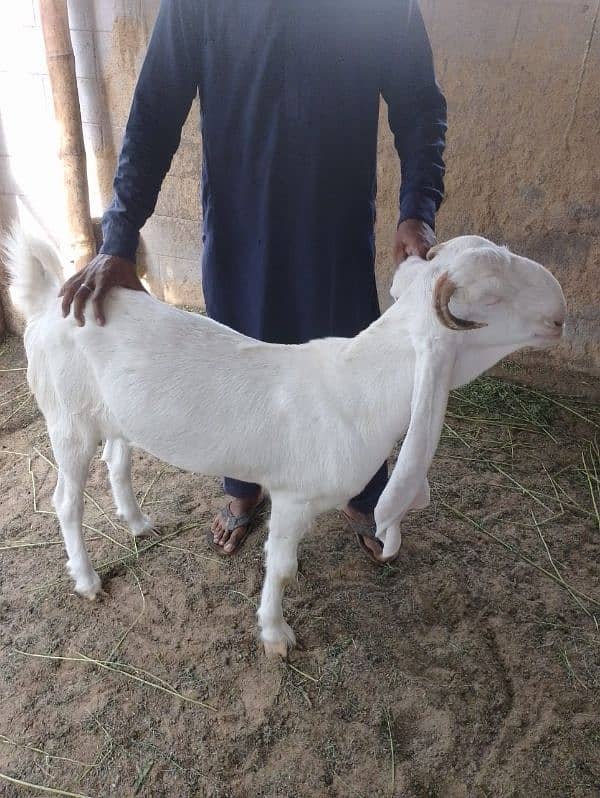 gulabi bakri goat bakra 1