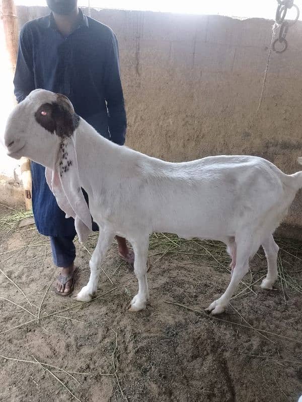 gulabi bakri goat bakra 2