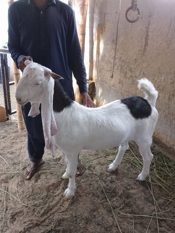 gulabi bakri goat bakra 3